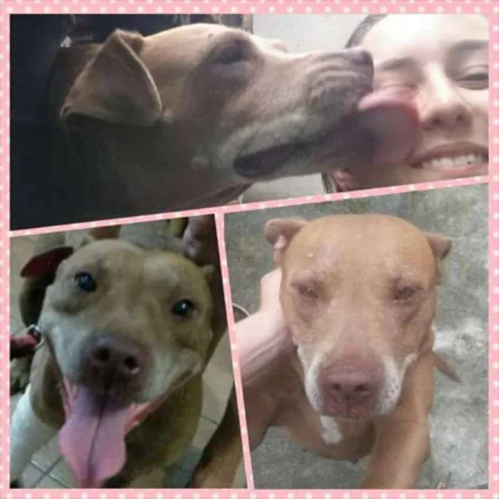 Cachorro ra a Pitbull idade 6 ou mais anos nome Neguinha