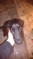 Pretinha