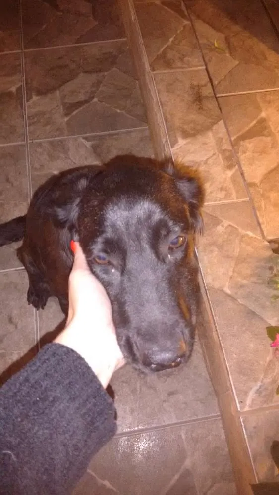 Cachorro raça viralata idade 2 anos nome Pretinha