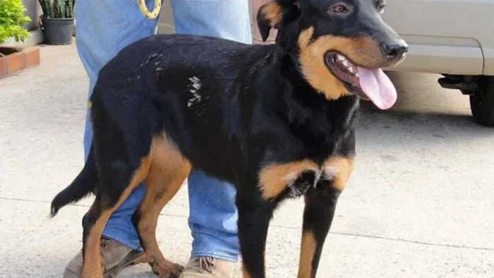 Cachorro ra a Vira lata idade 7 a 11 meses nome Meg
