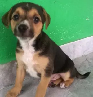 Cachorro raça SRD idade 2 a 6 meses nome Boby