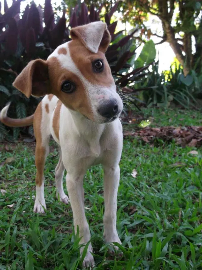 Cachorro ra a vira-lata idade 2 a 6 meses nome Bolinha