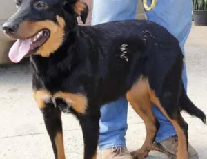 Cachorro raça Vira lata idade 7 a 11 meses nome Meg