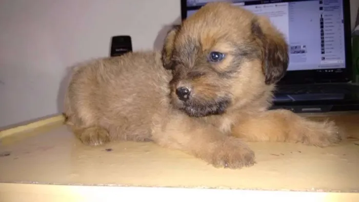 Cachorro ra a  idade Abaixo de 2 meses nome a escolha sera de q