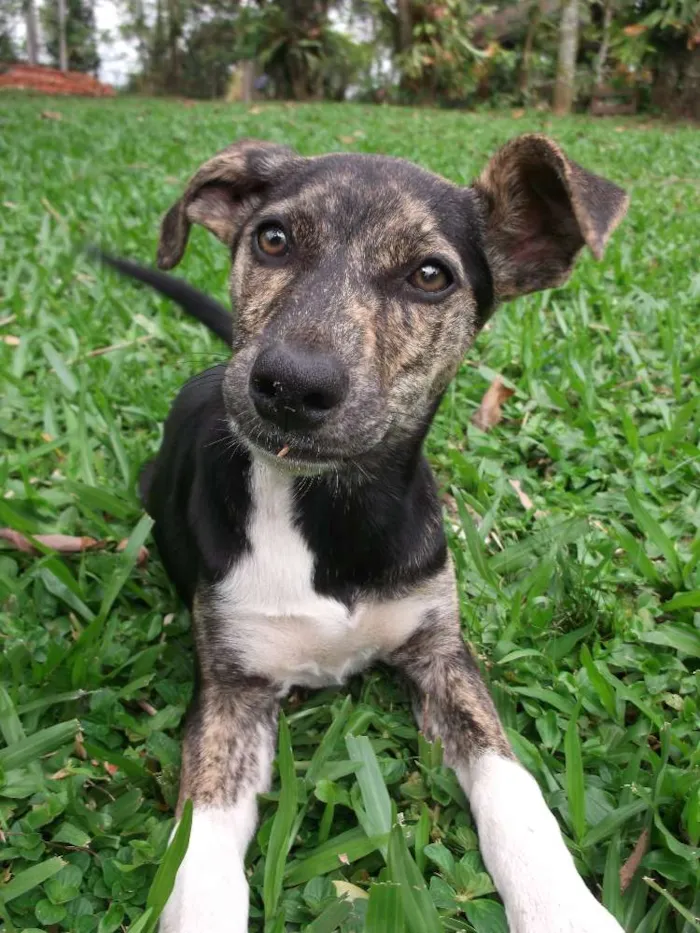 Cachorro ra a Vira-lata idade 2 a 6 meses nome Tigra