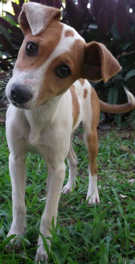 Cachorro ra a vira-lata idade 2 a 6 meses nome Bolinha