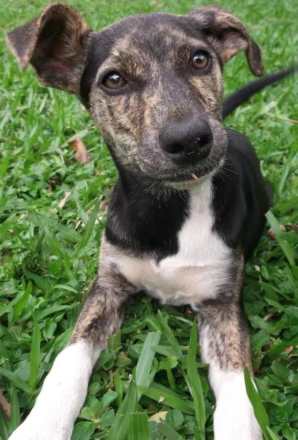 Cachorro ra a Vira-lata idade 2 a 6 meses nome Tigra