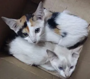 Gato raça SRD idade 2 a 6 meses nome Filhotes