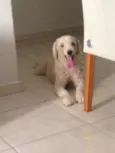 Bolinha