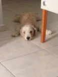 Bolinha