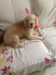 Bolinha