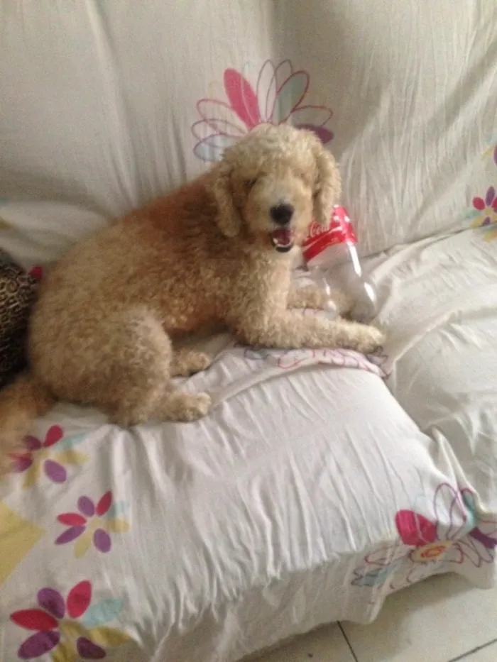 Cachorro ra a Poodle idade 1 ano nome Bolinha