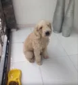 Bolinha