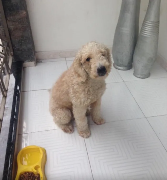 Cachorro ra a Poodle idade 1 ano nome Bolinha