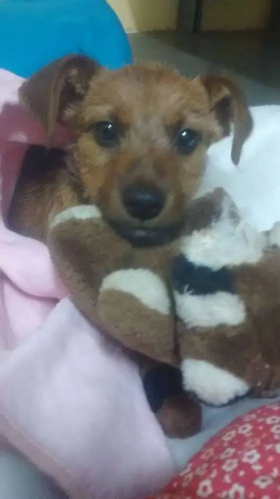 Cachorro ra a SRD idade 2 a 6 meses nome PANDORA