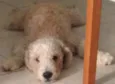 Bolinha