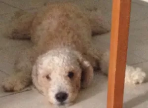 Cachorro raça Poodle idade 1 ano nome Bolinha