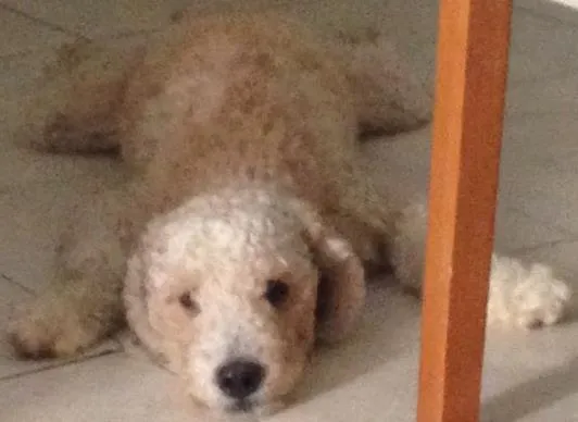 Cachorro ra a Poodle idade 1 ano nome Bolinha