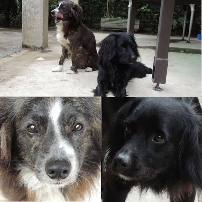 Cachorro ra a Não sei idade 2 anos nome Batman e Robin
