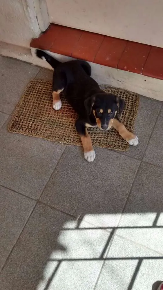 Cachorro ra a Vira lata idade 2 a 6 meses nome Obama e Saimon