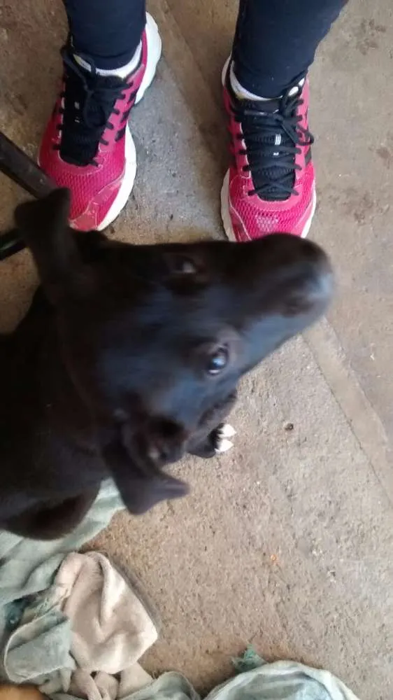 Cachorro ra a Vira lata idade 2 a 6 meses nome Obama e Saimon