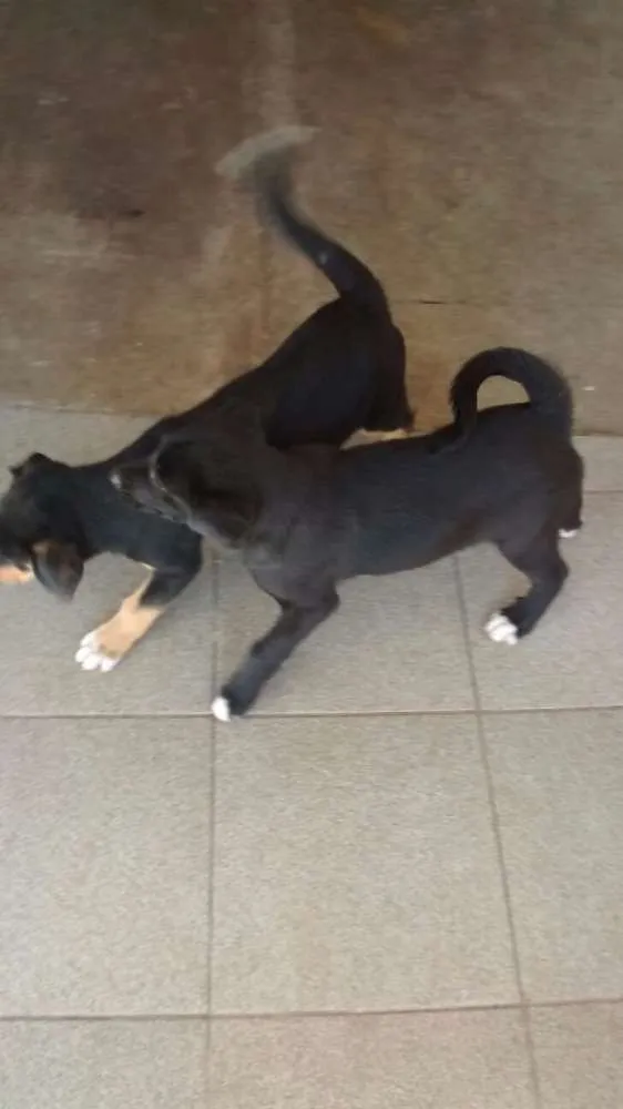 Cachorro ra a Vira lata idade 2 a 6 meses nome Obama e Saimon