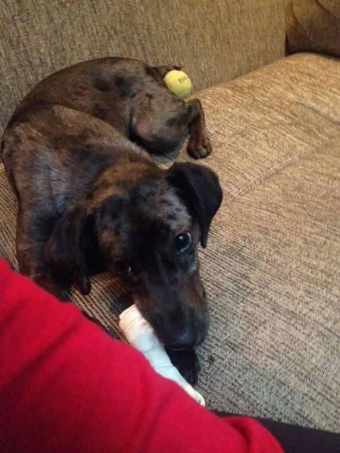 Cachorro ra a VIRA-LATA idade 7 a 11 meses nome NINA
