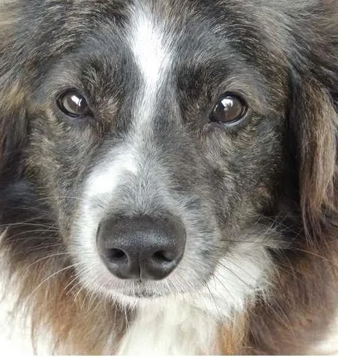 Cachorro ra a Não sei idade 2 anos nome Batman e Robin