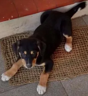 Cachorro raça Vira lata idade 2 a 6 meses nome Obama e Saimon