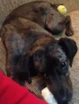 NINA