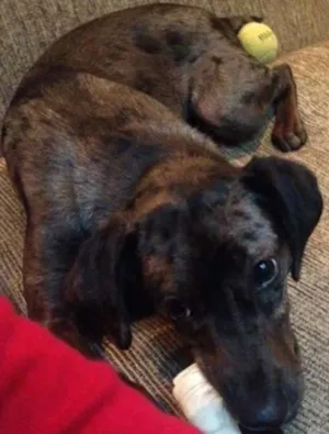 Cachorro raça VIRA-LATA idade 7 a 11 meses nome NINA