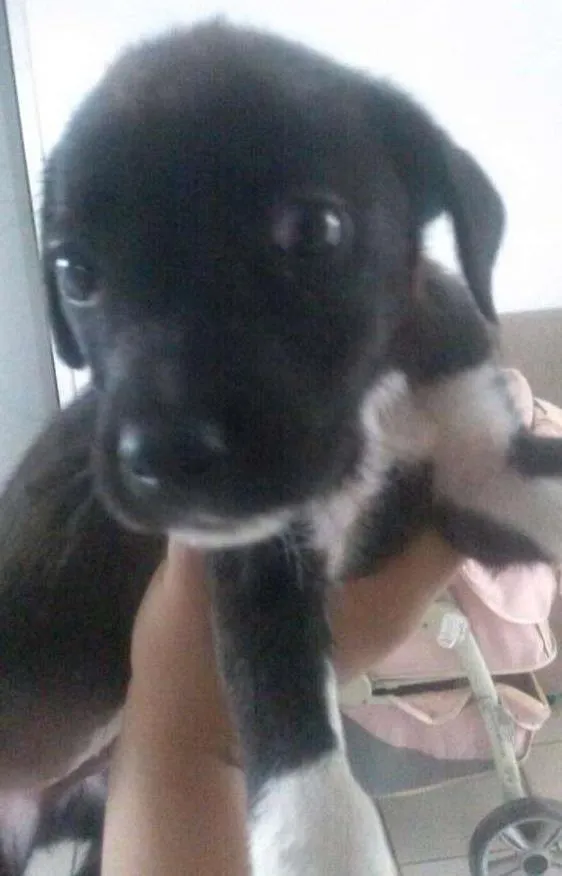 Cachorro ra a Vira lata  idade 2 a 6 meses nome ...