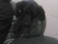 zeus