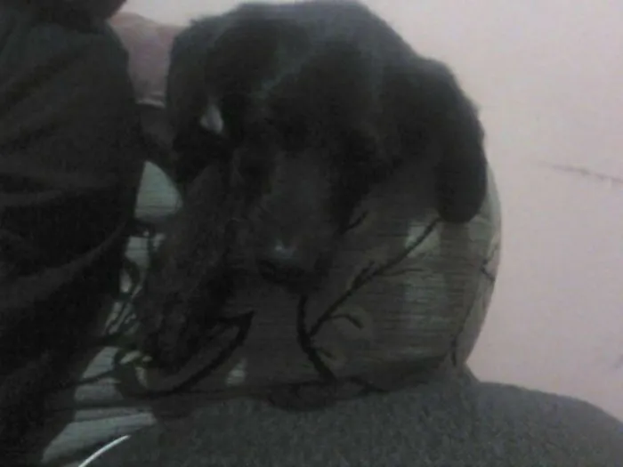 Cachorro ra a  idade 2 a 6 meses nome zeus