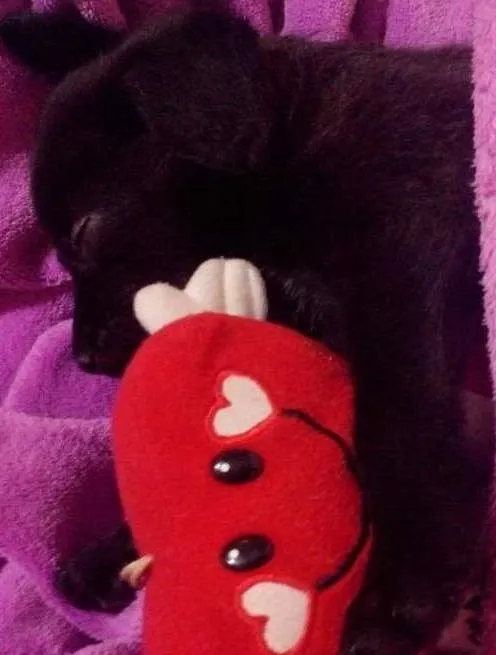 Cachorro ra a  idade 2 a 6 meses nome zeus