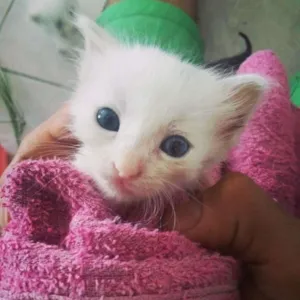 Gato raça  idade Abaixo de 2 meses nome Ainda não tem nome