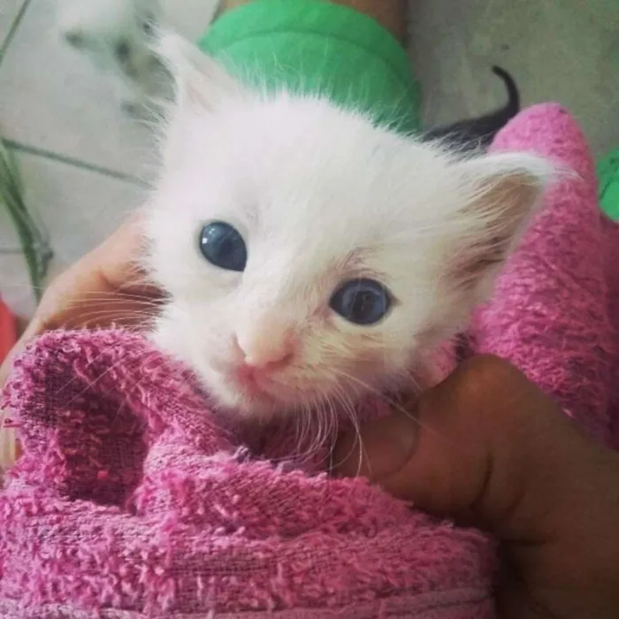 Gato ra a idade Abaixo de 2 meses nome Ainda não tem nome