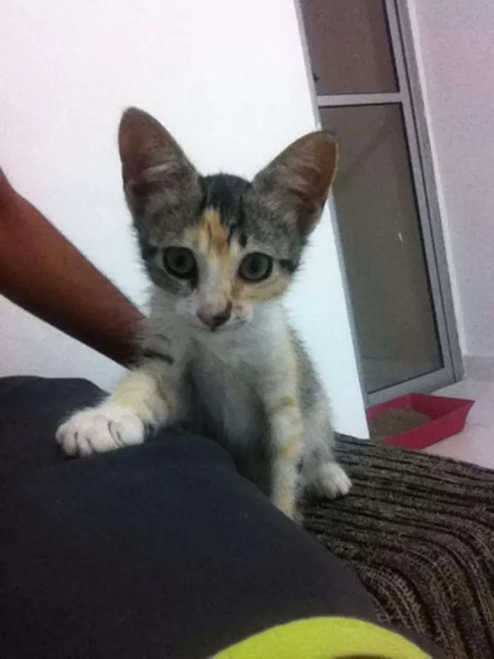 Gato raça NDR idade 2 a 6 meses nome Luna