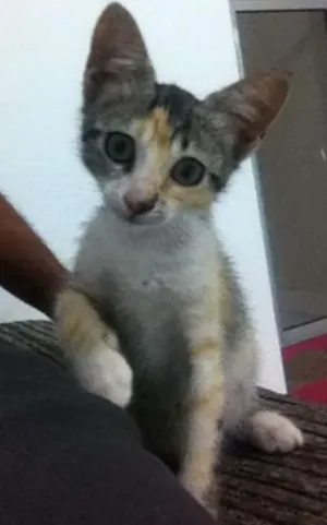 Gato raça NDR idade 2 a 6 meses nome Luna