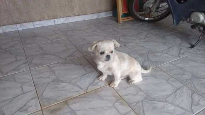 Cachorro ra a Shiatsu idade 2 anos nome Não sei