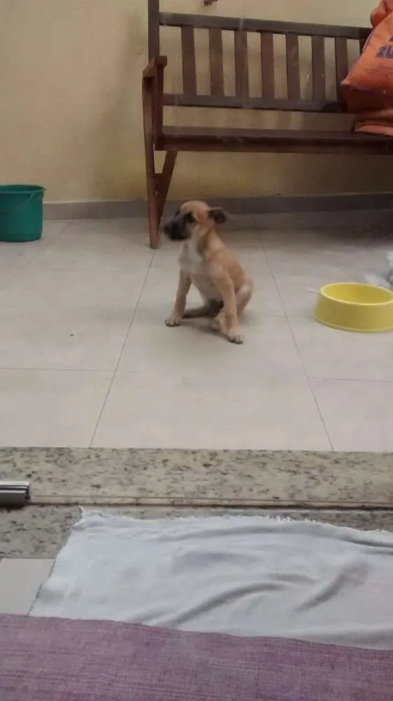 Cachorro ra a sem raça definida idade 2 a 6 meses nome Fofinha
