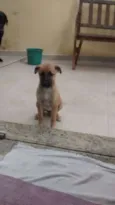 Fofinha
