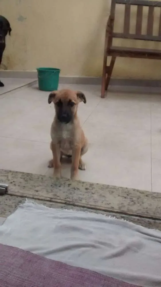 Cachorro ra a sem raça definida idade 2 a 6 meses nome Fofinha