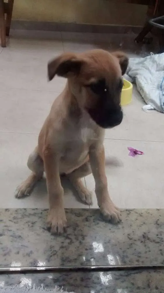Cachorro ra a sem raça definida idade 2 a 6 meses nome Fofinha