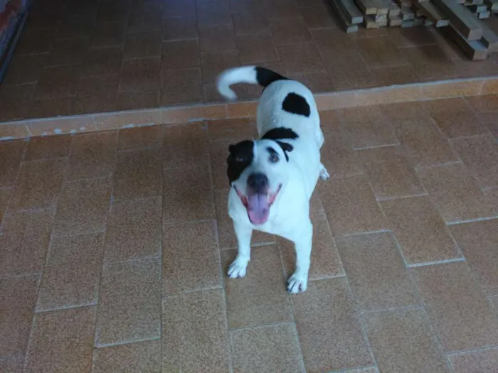 Cachorro raça mestiço de pitbull idade 5 anos nome kiara