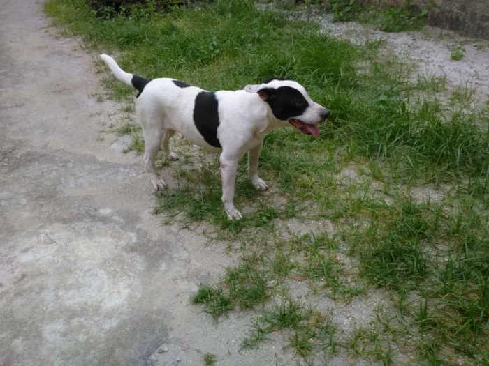 Cachorro raça mestiço de pitbull idade 5 anos nome kiara