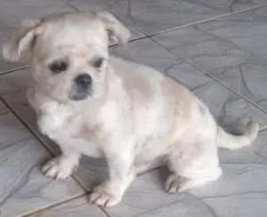 Cachorro raça Shiatsu idade 2 anos nome Não sei