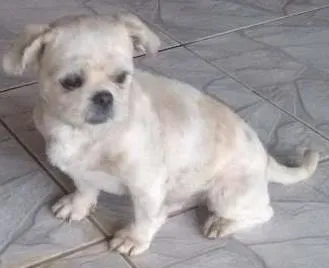Cachorro ra a Shiatsu idade 2 anos nome Não sei