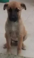 Fofinha