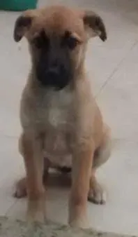 Cachorro ra a sem raça definida idade 2 a 6 meses nome Fofinha
